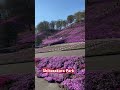Shibazakura Park #shibazakura #springflowers #shorts #bondingtime