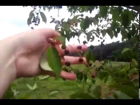 Deadly Cherries