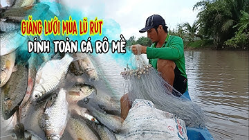 Mùa lũ rút giăng lưới dính toàn cá rô mề gỡ đã tay gì đâu | lê chung miền tây