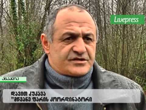 ტყის გაჩეხვა ანაკლიაში