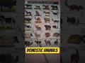 पाळीव प्राण्यांची नावे, #ANIMALNAME प्राण्यांची नावे, 25 प्राण्यांची नावे,
