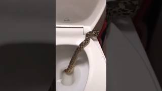 Be careful, snakes can come out of toilet holes #interestingfacts