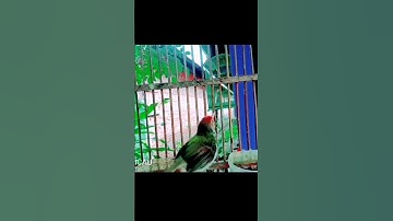 prenjak lumut gacor#prenjaklumutgacor #prenjakgacor #prenjakmerah #shorts