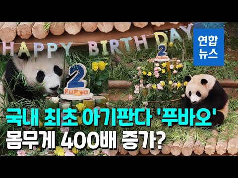 찰거머리 아기 판다 &amp;#39;폭풍 성장&amp;#39;…두 돌 맞아 매력 대방출 / 연합뉴스 (Yonhapnews)