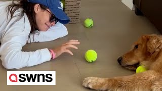 Dog and owner play VERY LAZY game of fetch | SWNS screenshot 3