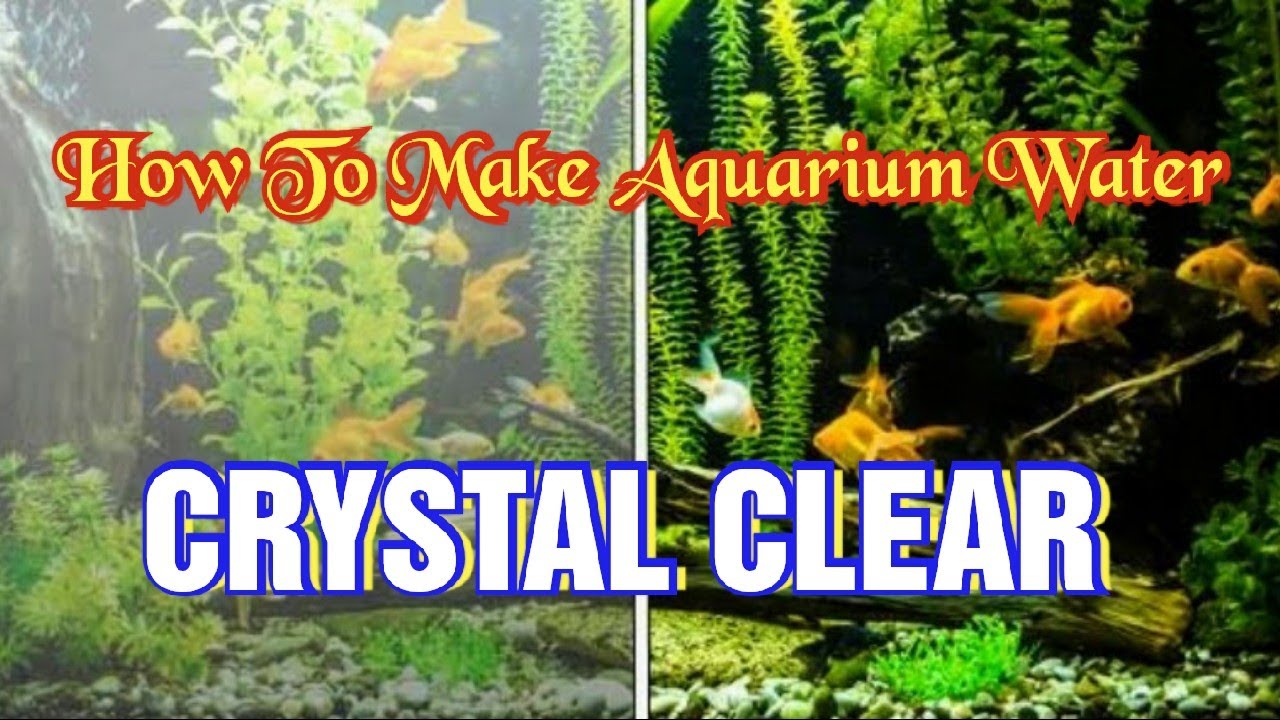 How To Keep Crystal Clear Aquarium Water Simple & Easy 5 steps / For