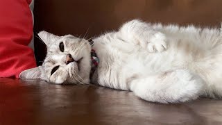 Cute Sleeping Cat | Cat Care 101: Cats Needs A lot of Sleep by Lion City Cats  219 views 1 year ago 1 minute, 22 seconds