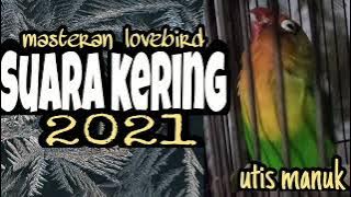 masteran lovebird konslet suara kering