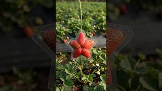 A 2$ Plastic Mold Grew This PERFECT Star Strawberry on the Vine 🍓