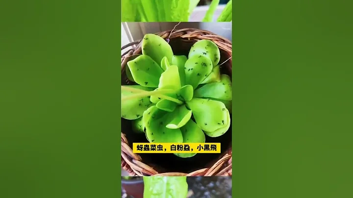 土壤殺蟲劑植物通用藥，無氣味、殺蟲不傷花，讓種植更簡單 - 天天要聞
