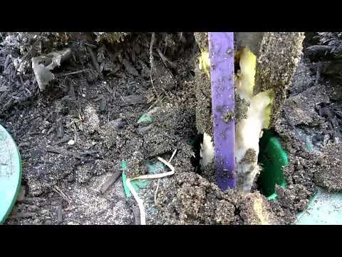 Termite Bait Station Filled with Termites in Little Egg Harbor, NJ