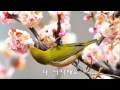 첫사랑(장윤정) - 색소폰 연주:리차드김(김영철)