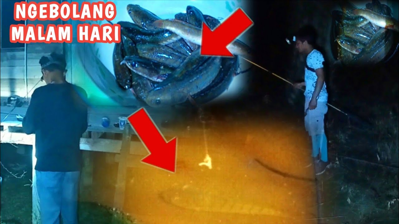 MANCING IKAN GABUS SERU‼️mancing ikan gabus malam hari || mancing ikan