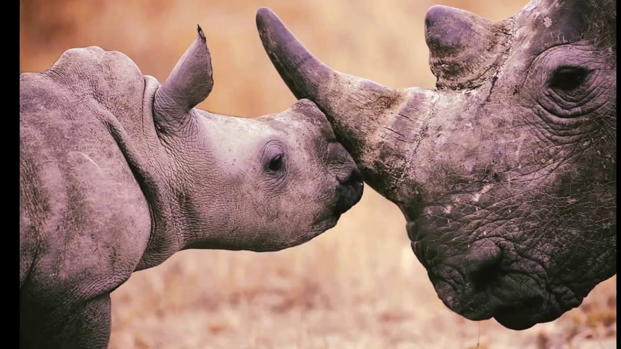 rare-rhino-worth-saving-youtube