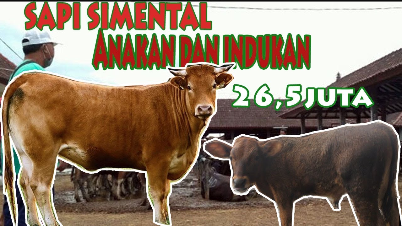 SAPI SIMENTAL INDUKAN SUPER DAN ANAKAN MURAH SEPAKET 26 5 