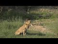 Safari Live : The Nkuhuma Pride on drive this morning with Steve  March 15, 2018