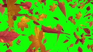 Falling leaves green screen effect Free download Autumn leaf footage