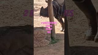 #animalia #2026 #nordeste #animals #animaliapark #life #madagascar #bichos #parque #zoo #sp