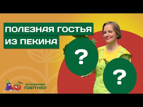 БОГАТЫЙ УРОЖАЙ ПЕКИНСКОЙ КАПУСТЫ СРОКИ ПОСЕВА, ПОДКОРМКИ И ЗАЩИТА РАСТЕНИЙ