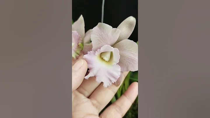 Brassolaeliocatt...  Elizabeth Hearn 'Miyuki'
