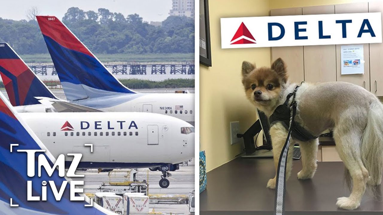 Dog Dies on Delta Air Lines TMZ Live YouTube