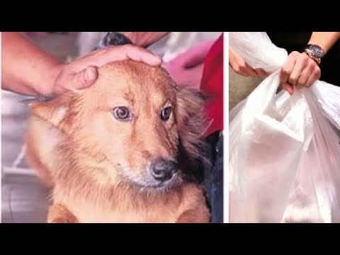 Wideo: Moms Dog może być mądrzejszy od Dog Dads