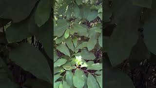 Why Scientists Are Tracking This Secret American Survival Tree@herbsdemy #herbsdemy 