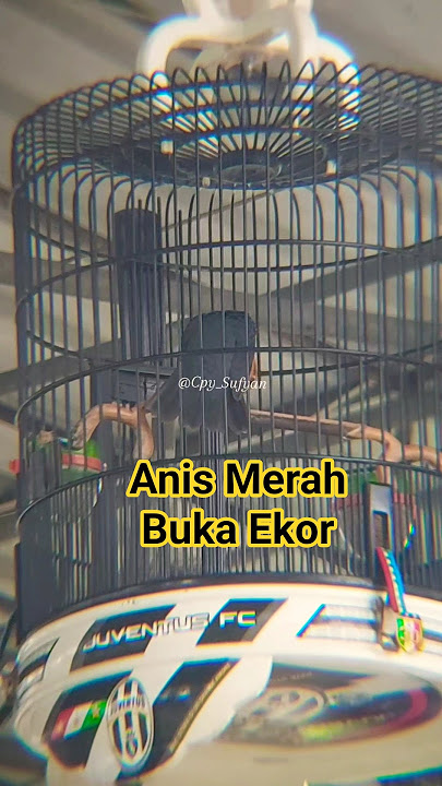 Download lagu Anis Merah Shamurey teler buka ekor. #kicaumania #anismerah #anismerahmania #anismerahindonesia