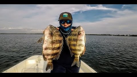 SHEEPSHEAD FISHING Around BRIDGES using LIVE SHRIMP!!