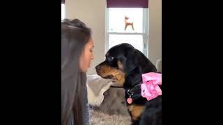 What happened to you mommy 🤩🐾❣️cute reaction of a Rottweiler#rottweiler#shorts