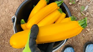 How to Safe your Zucchini Plant from Fungal Diseases | Key to increase Productivity