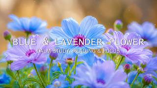 Blue & Lavender Flower Garden 💜 Calm Piano Music for Calm Study, Reading & Focus screenshot 3