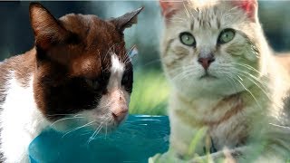 Cutest cats playing funny things video by Beautiful 4K And HDR Videos 19,399 views 5 years ago 12 minutes, 33 seconds