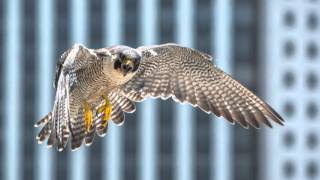 Wex Pro | Luke Massey: Urban Peregrine Falcons screenshot 4