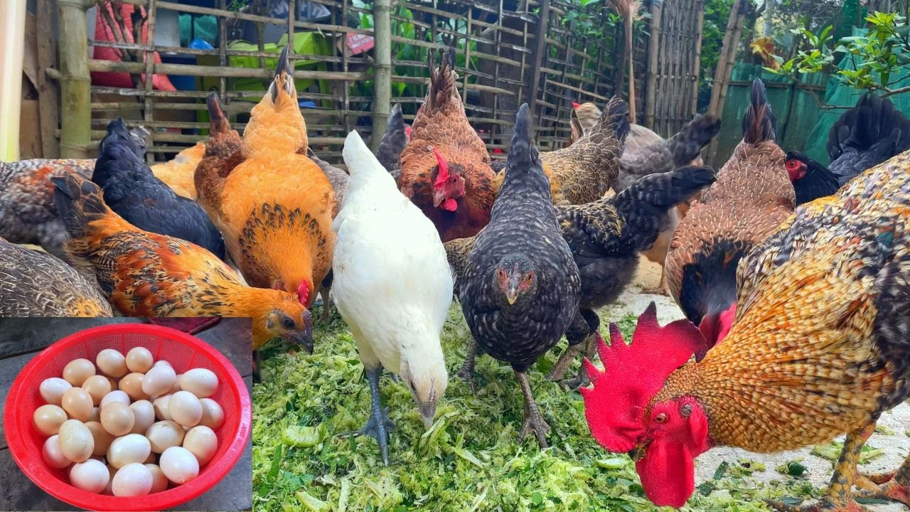 Country chicken farming business plan - How to raise chickens for eggs ...