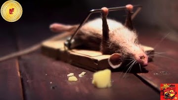 Rượu Quà Tết 2020 "Trao Thành Ý - Nhận Yêu Thương"