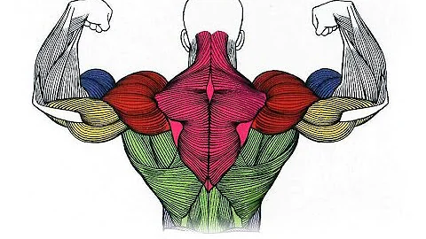 МЫШЦЫ СПИНЫ. АНАТОМИЯ, ФУНКЦИЯ, ТОЧКИ КРЕПЛЕНИЯ, ПОДРОБНЫЙ РАЗБОР