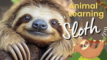 Animal For Kids Sloth 🦥 | Sloth For Kids 🧠 | Sloth Facts | Lazy Sloth | Sloth Swimming 🧐