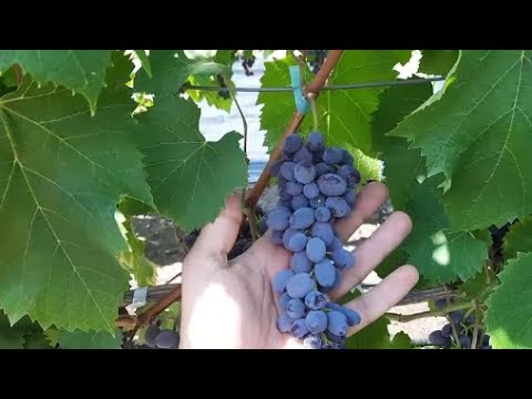 Обзор винограда кишмиш Юпитер