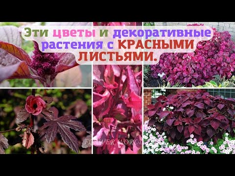 Видео: 5 Растения с сияющей красной листвой: Растения с темно-красной листвой