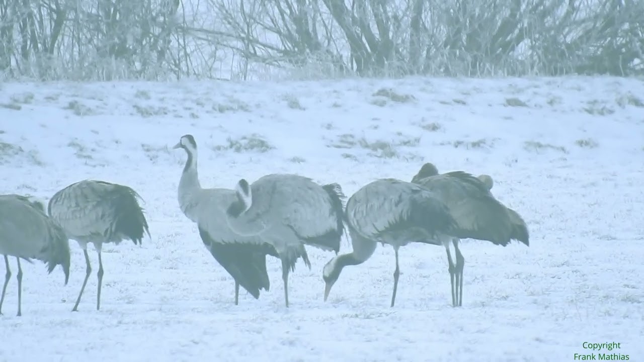 Wildtiere im Schnee. 