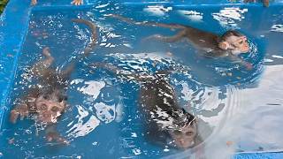 Wow, amazing success 😱😲 skilled swimmers showing their form, Leo and Locky the monkeys