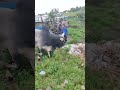 Skoitbull animalhorn cow masi