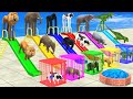 Choose the right slide game with elephant cow lion hippo gorilla escape room challenge cage game