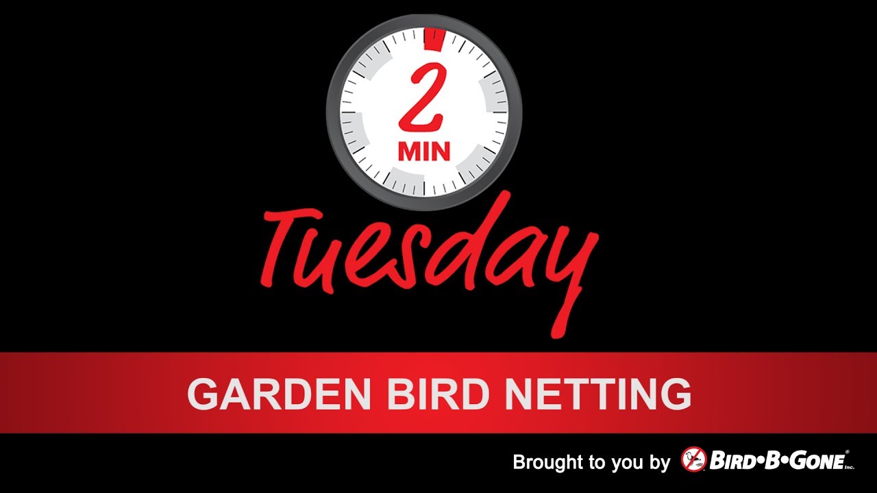 Garden Bird Netting versus Heavy Duty Bird Netting - YouTube
