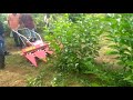 Mulberry harvester machine