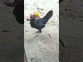 😭 Cepat banget #chicken #ayam #youtubeshorts #sorts #birds #funny