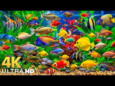DREAM AQUARIUM 4K - Marine Life, Sea Animals and Coral Reef Fish Tank Sounds for Deep Sleep #28