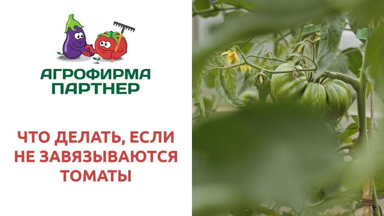 Не завязываются томаты: что делать, удобрения, советы специалистов