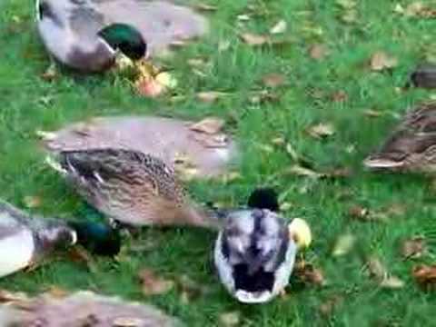 Mallard Ducks Eating Apples at Cockington
